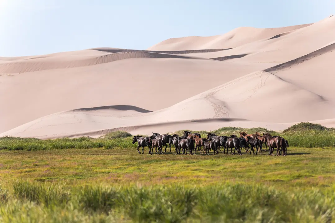 Expeditionsberichte Mongolei — Abenteuer auf der Steppe