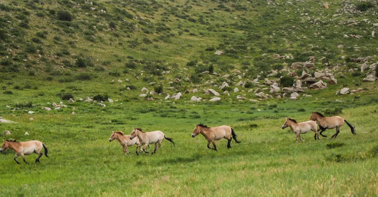 Khustai National Park